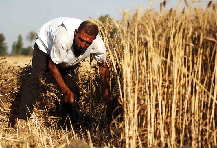 تولي الحكومة المصرية اهتماماً خاصاً للمحاصيل الاستراتيجية وفي مقدمتها القمح