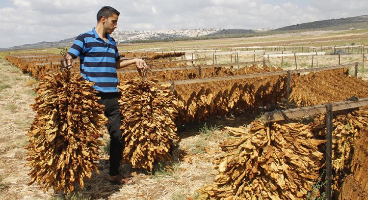 زراعة التبغ أو ما يعرف بالدخان العربي تدرّ عائداً مالياً جيداً