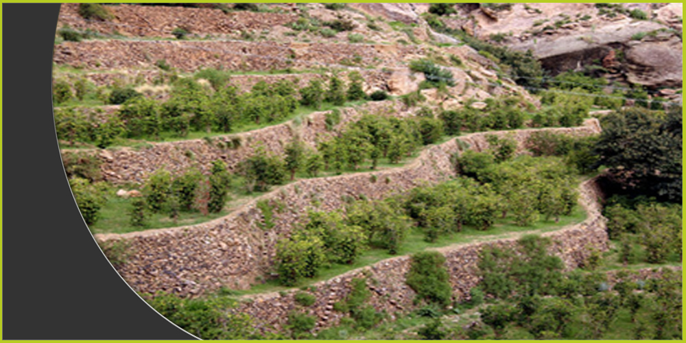 زراعة أشجار البن في جبال اليمن